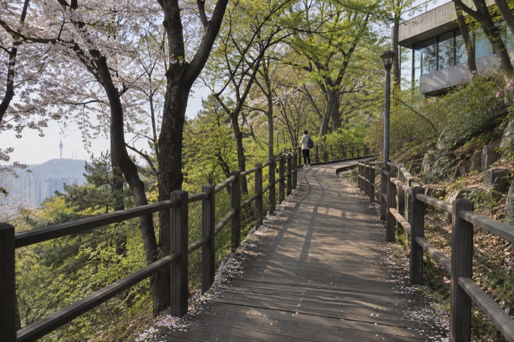 A timber deck trail winding up through forest on the slopes of Namsan