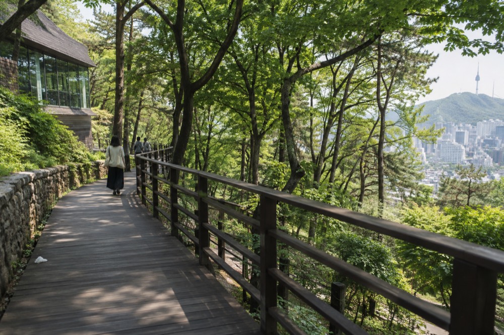 A timber deck trail curving through a green forest on a hillside above city buildings