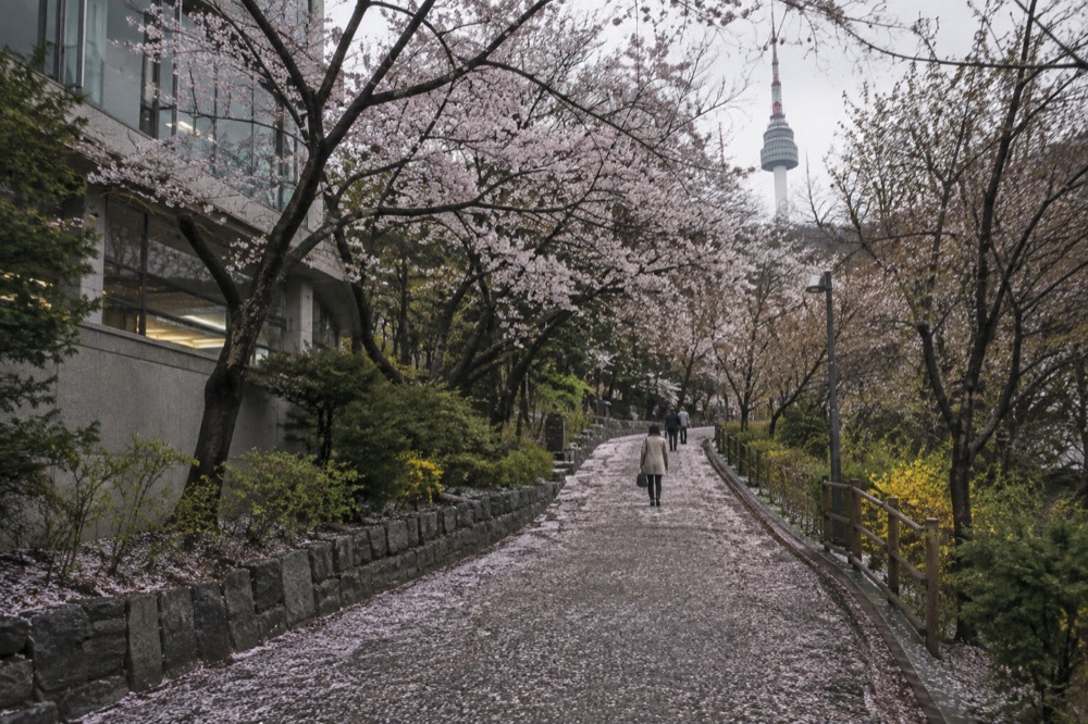 Forest path climbing Namsan toward the tower visible through the trees