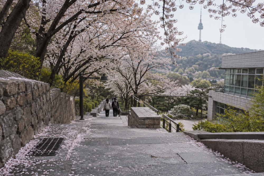 Cherry blossom trees lining the Namsan path from the public library toward the tower in spring