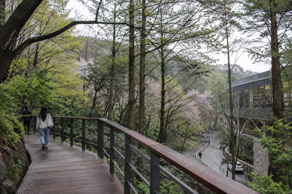 New timber deck trail curving through forest on the side of Namsan