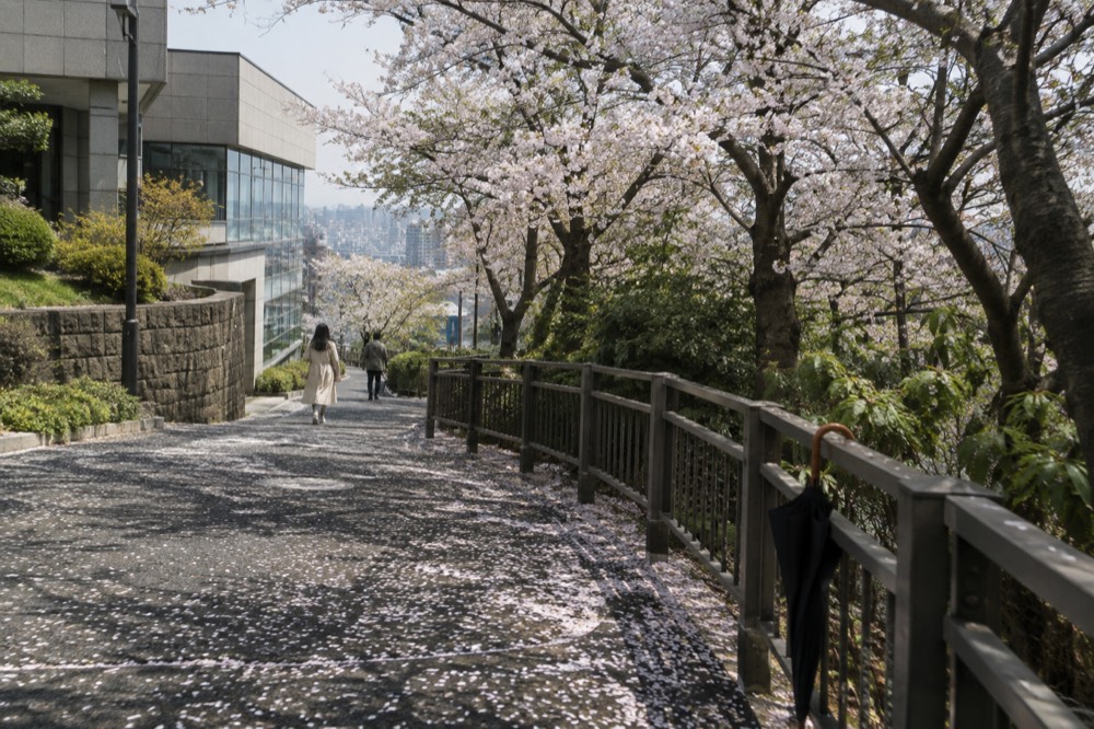 A paved park trail lined with blossoming trees leading up a hillside