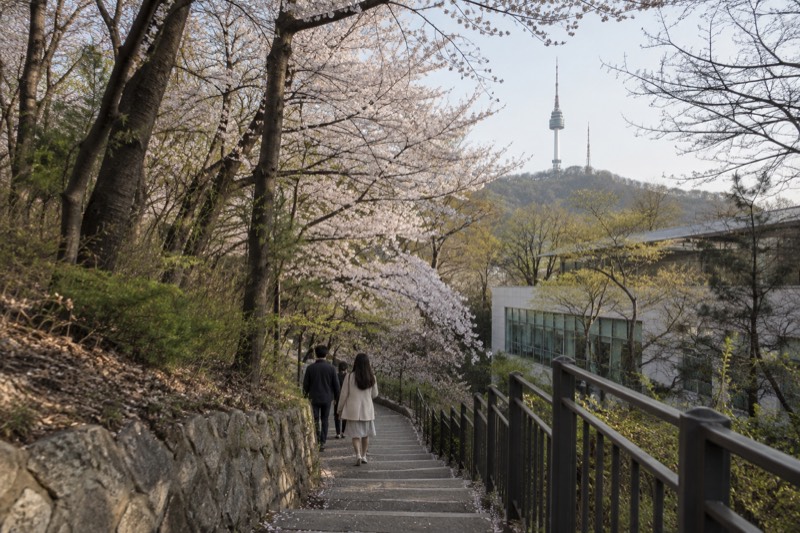 A wooded hillside path lined with blossoming trees, with a tower visible above the canopy.